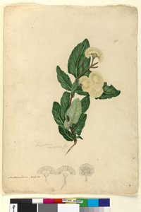 Page 91. Angophora cordifolia - John William Lewin